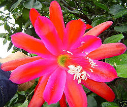 (image for) Epiphyllum Crenatum 'Conways Giant' 5 Seeds - Click Image to Close